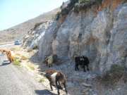 amorgos201120