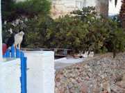 folegandros201113