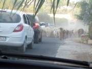sicilia200951