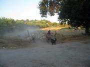 sicilia200952